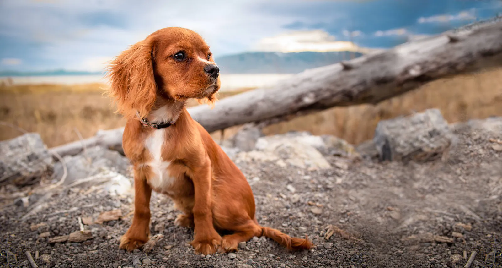 AMI Pup Rescue website shown on desktop and mobile